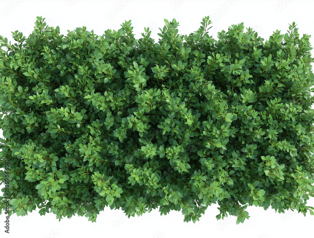 Fototapeta premium Top View of Peking Cotoneaster (Cotoneaster lucidus) on Living Wall, Isolated Background. Perfect for botanical designs, landscaping concepts, architecture and natural decor themes.