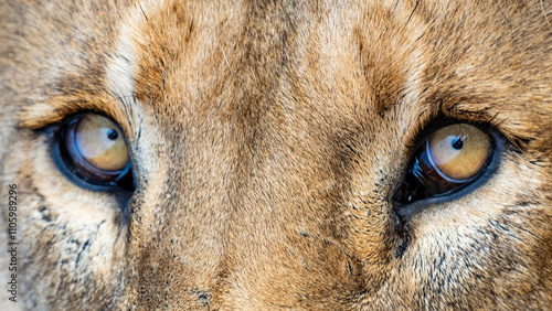 Close up on a male adult lion's eyes photo