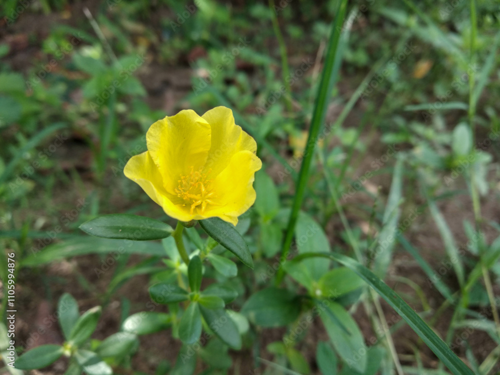 yellow purslane flower in the garden yellow purslane flower in the garden