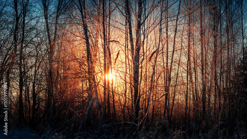 The winter sun shines through the tree branches in the morning.