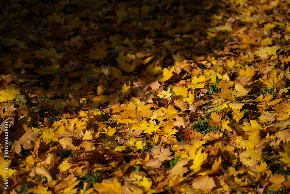 image of autumn maple leaves, yellow, orange, gold, amber color. image of autumn maple leaves, yellow, orange, gold, amber color.