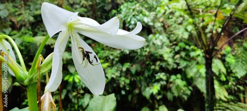 white lilies bloom in the forest