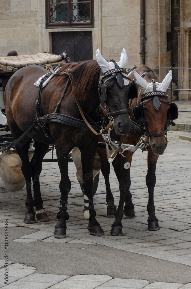 Carriage horses near Stephansdom cathedral - Vienna, Austria Carriage horses near Stephansdom cathedral - Vienna, Austria