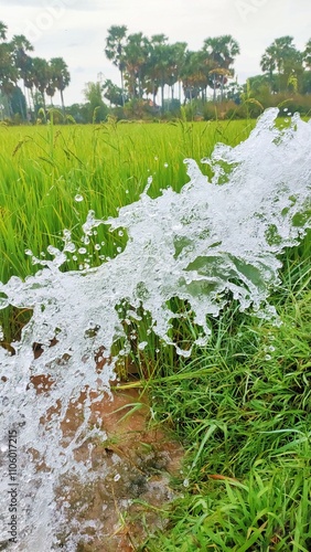 grass and snow