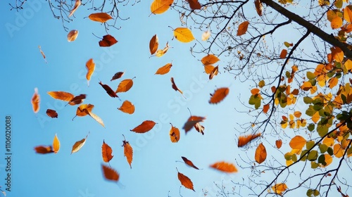 Orange leaves falling against a clear blue sky.