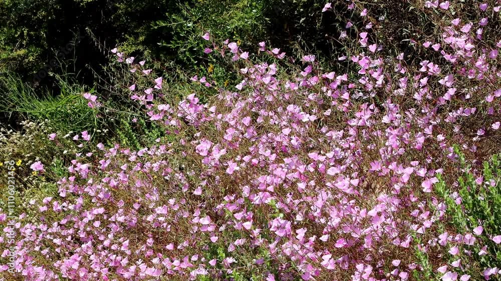 Hill Fairyfan, Clarkia Bottae, a population of these pleasing native monoclinous annual herbs display raceme inflorescences on sunny chaparral slopes of the Santa Monica Mountains during late Spring. Hill Fairyfan, Clarkia Bottae, a population of these pleasing native monoclinous annual herbs display raceme inflorescences on sunny chaparral slopes of the Santa Monica Mountains during late Spring.
