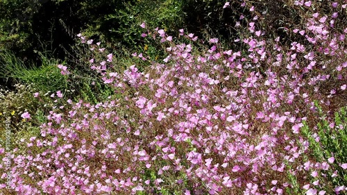 Hill Fairyfan, Clarkia Bottae, a population of these pleasing native monoclinous annual herbs display raceme inflorescences on sunny chaparral slopes of the Santa Monica Mountains during late Spring.