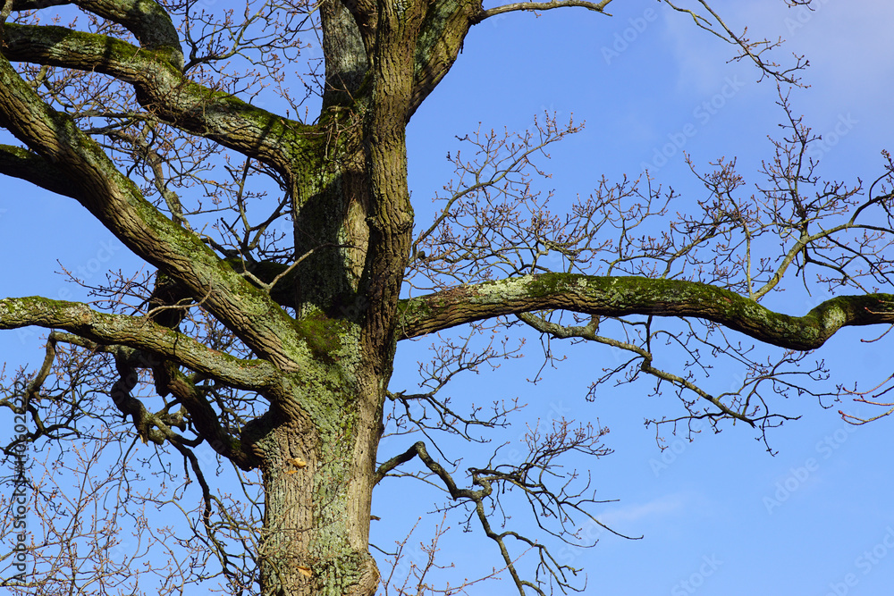 Trunk and leafless braches of a of an oak tree (Quercus) in autumn. Overgrown with moss and algae. Blue sky. Netherlands, November Trunk and leafless braches of a of an oak tree (Quercus) in autumn. Overgrown with moss and algae. Blue sky. Netherlands, November