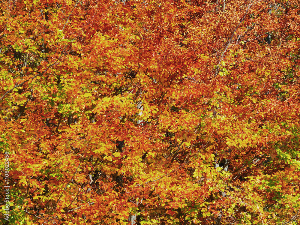 Typical autumn colours at Doftana River Valley, Prahova County, Romania Typical autumn colours at Doftana River Valley, Prahova County, Romania