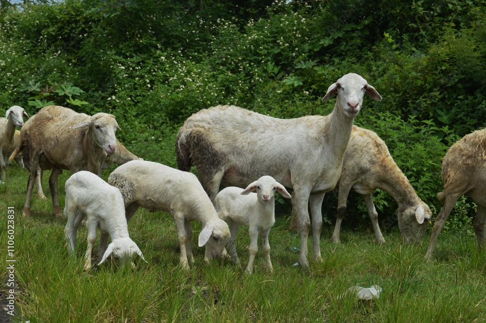 Fototapeta premium goat farm