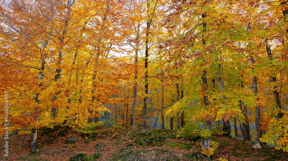 rural areas and landscapes. Autumn season and photos of trees and forests with yellowed leaves. rural areas and landscapes. Autumn season and photos of trees and forests with yellowed leaves.