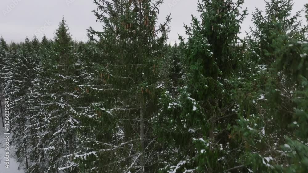 Snow-covered spruce forest from above Snow-covered spruce forest from above