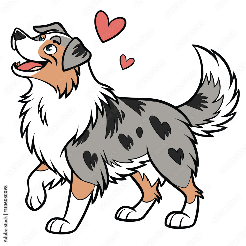 Obraz premium Australian Shepherd white isolate background