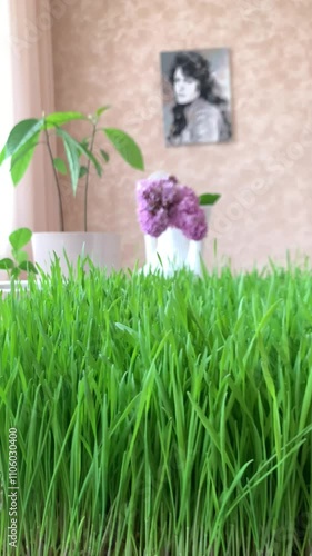 Hand feeling across a carpet of lush spring grass wheat. 
Young wheat sprouts from which wheatgrass is made.Green leaves of young wheat and wheatgrass juice. Close-up, slow motion.