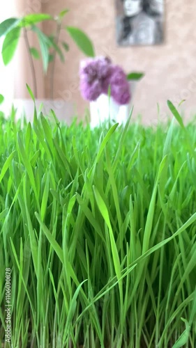 Hand feeling across a carpet of lush spring grass wheat. 
Young wheat sprouts from which wheatgrass is made.Green leaves of young wheat and wheatgrass juice. Close-up, slow motion.