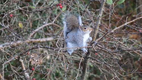 Grey Squirrel Eating Berries on Tree Branch