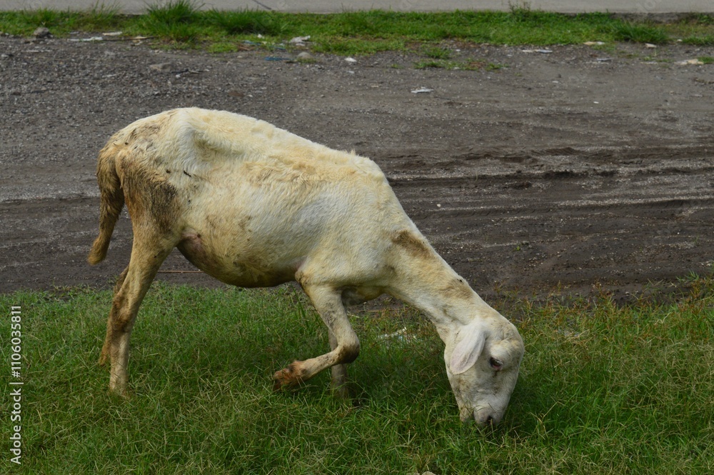 Obraz premium goat farm in meadow