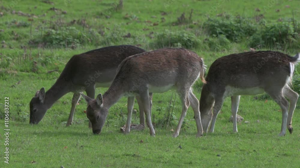 Fallow Deer (Dama dama) females (does) grazing. November, Kent, UK Fallow Deer (Dama dama) females (does) grazing. November, Kent, UK
