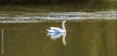 swan in the water