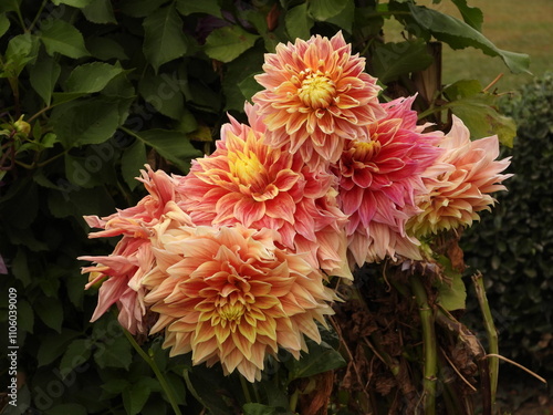 Image of orange dahlia flower