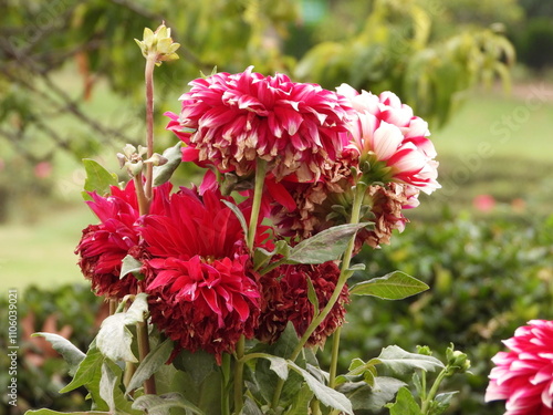 Image of red dahlia flower