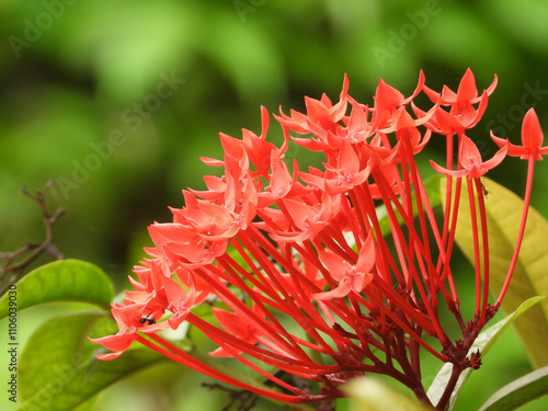 Photo of wild lxora flower photo