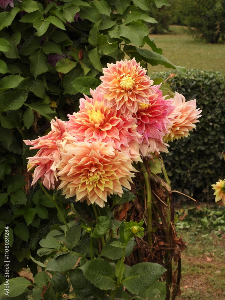 Image of orange dahlia flower Image of orange dahlia flower