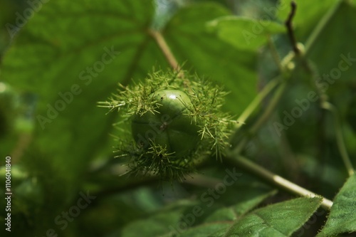 Passiflora foetida photo