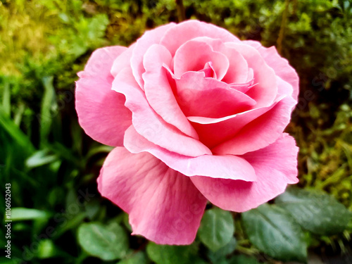 beautiful pink rose in garden