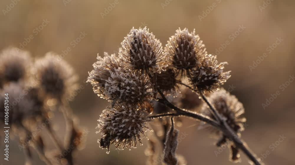 frost on thistle seeds in winter frost on thistle seeds in winter