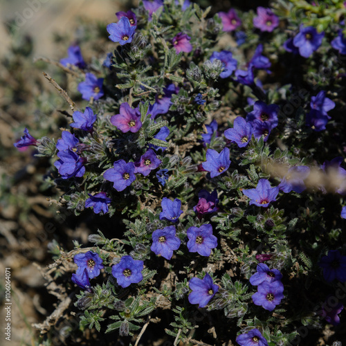 PLANTA Y FLORES DE CARRASQUILLA AZUL (Lithodora Diffusa) photo