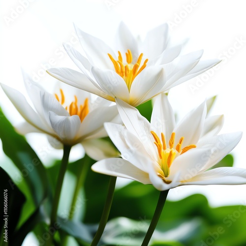Three elegant white water lilies blooming gracefully.