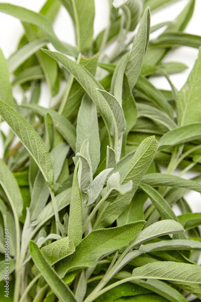 A detailed close-up of fresh sage leaves showcasing vibrant green tones and textured surfaces. Perfect for culinary, herbal, or medicinal uses A detailed close-up of fresh sage leaves showcasing vibrant green tones and textured surfaces. Perfect for culinary, herbal, or medicinal uses