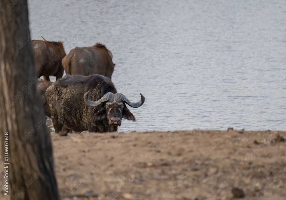 Afrikanische Tiere Kaffernbüffel oder auch Afrikanischer Büffel Steppenbüffel genannt, im Busch vom Krüger National Park - Kruger Nationalpark Südafrika