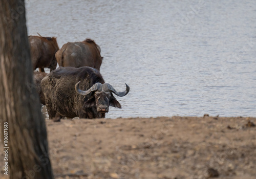 Afrikanische Tiere Kaffernbüffel oder auch Afrikanischer Büffel Steppenbüffel genannt, im Busch vom Krüger National Park - Kruger Nationalpark Südafrika