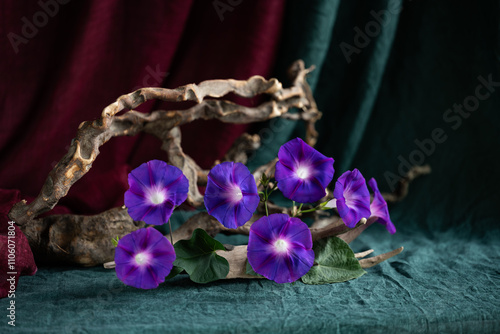 exquisite, original still life, phyto design, flower arrangement, ikebana, Ipomeia flowers, bird feathers, gray stone with moss, lichen, tree bark. photo