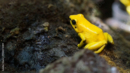 Wallpaper Mural High-resolution images from various categories Torontodigital.ca