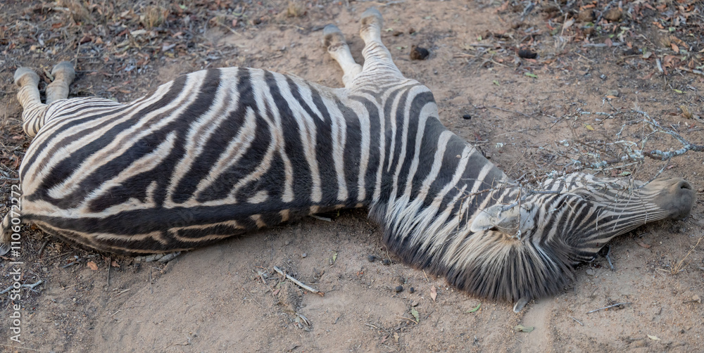 Afrikanische Tiere Totes Steppenzebra nach Schlangenbiss gestorben, im Busch vom Krüger National Park - Kruger Nationalpark Südafrika