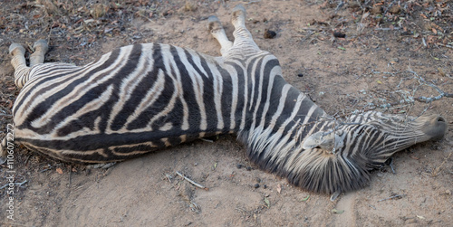 Obraz na płótnie Afrikanische Tiere Totes Steppenzebra nach Schlangenbiss gestorben, im Busch vom Krüger National Park - Kruger Nationalpark Südafrika w salonie