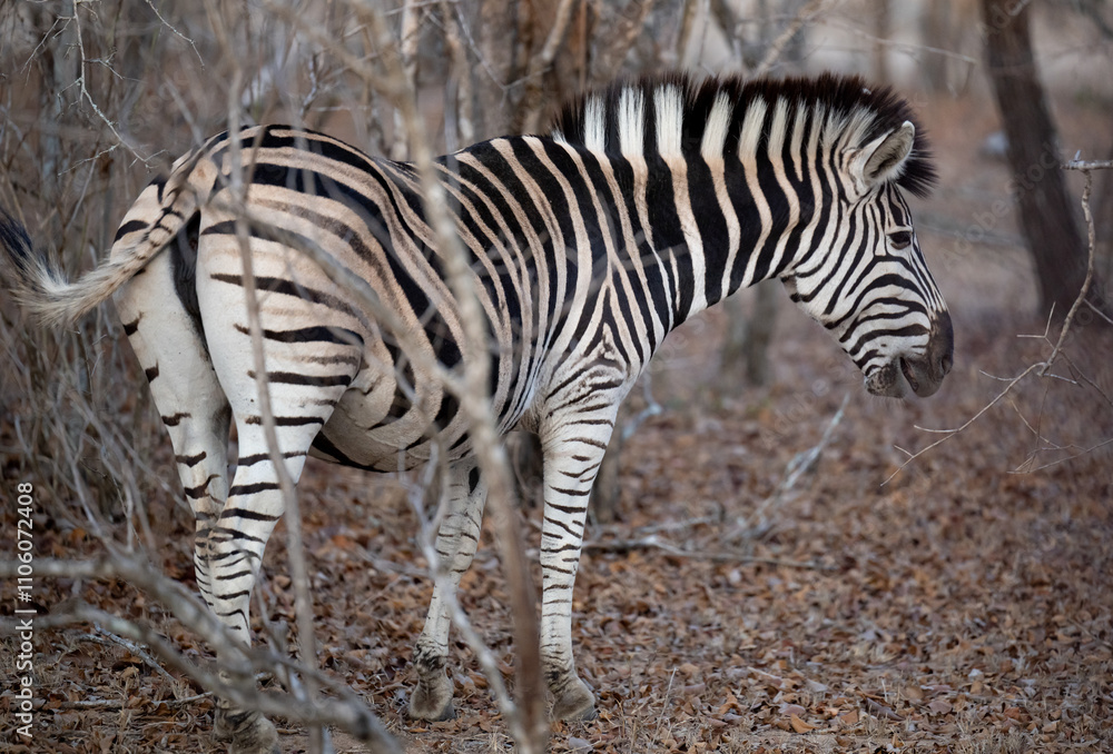 Afrikanische Tiere Steppenzebra im Busch vom Krüger National Park - Kruger Nationalpark Südafrika