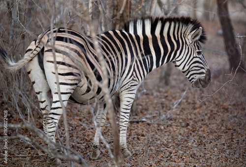 Obraz na płótnie Afrikanische Tiere Steppenzebra im Busch vom Krüger National Park - Kruger Nationalpark Südafrika w salonie
