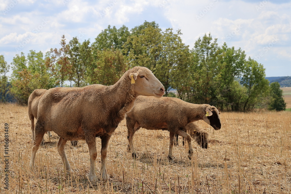 Fototapeta premium Sheep.
