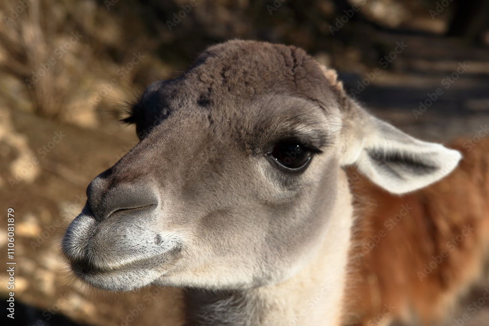 Obraz premium Humorous close-up.