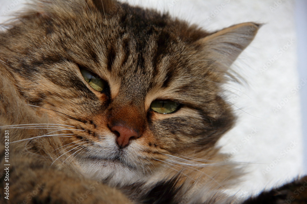 Naklejka premium Domestic cat.