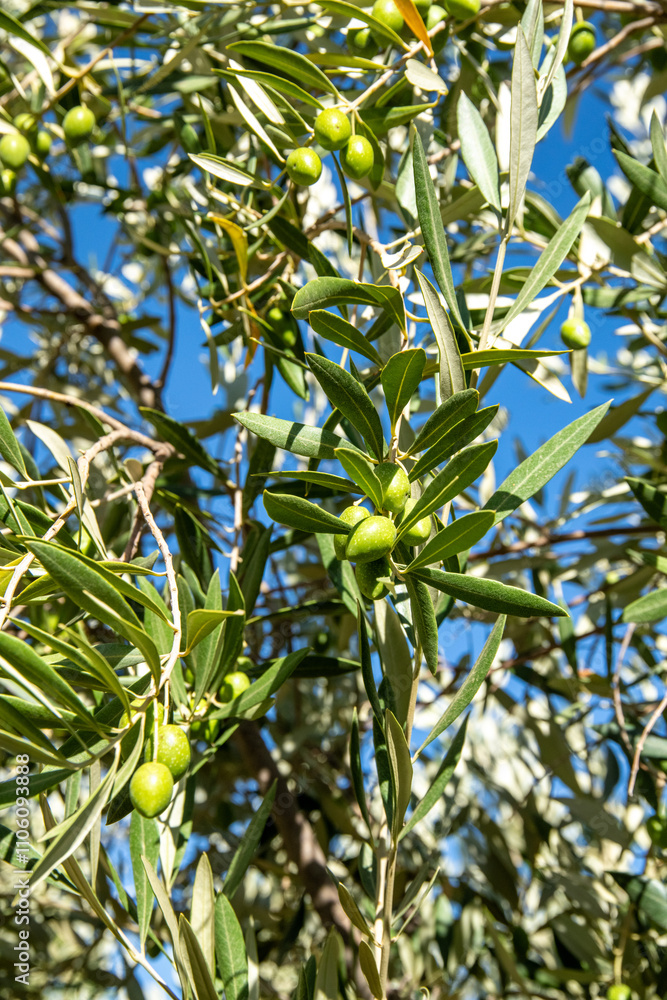 Close-up of olive branch with small green olives and vibrant leaves Close-up of olive branch with small green olives and vibrant leaves