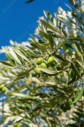 Close-up of olive branch with small green olives and sunlight