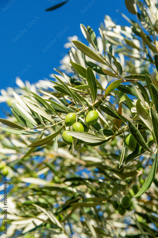 Naklejka premium Close-up of olive branch with fresh green olives and narrow leaves