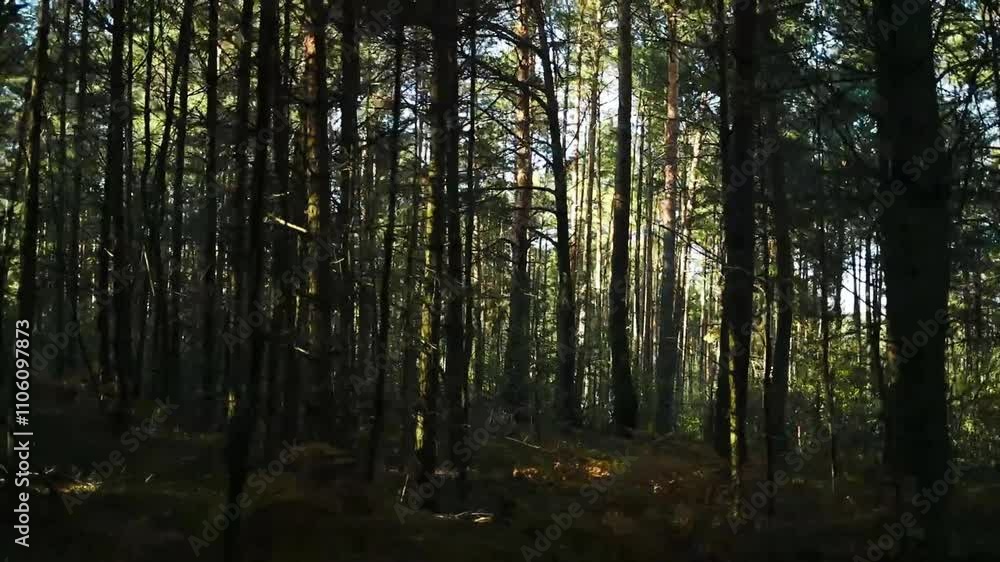 Panoramic dense forest, deep dense forest with branches of trees. High quality FullHD footage Panoramic dense forest, deep dense forest with branches of trees. High quality FullHD footage