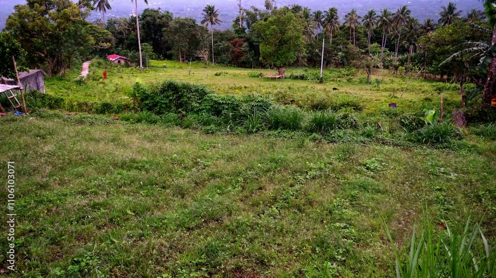 Picturesque Dense green tropical jungle, far in the background blue sea and low clouds