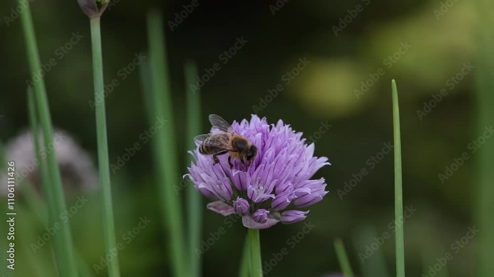 a western honeybee on a purple chive blossom searching for nectar a western honeybee on a purple chive blossom searching for nectar
